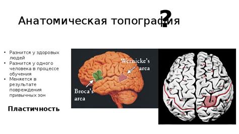 Преимущества фМРТ в исследовании мозговой активности