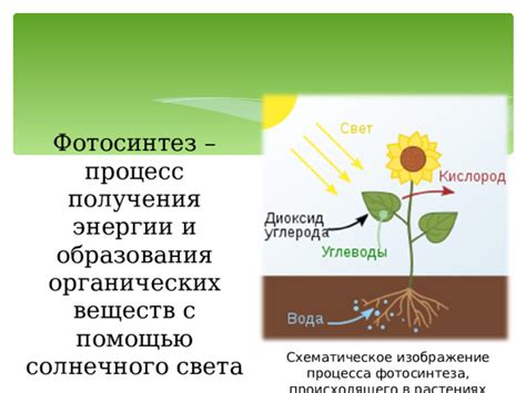 Прекращение photosynthetic процесса в растениях