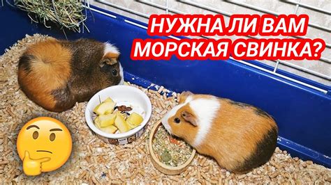 Приготовление перед покупкой морской свинки