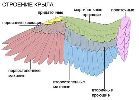 Придаем объем: перья и крылья