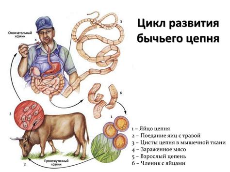 Признаки и последствия бычьего цепня