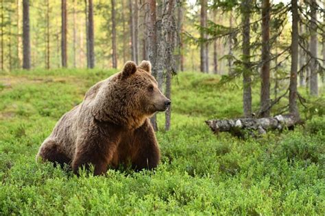 Признаки присутствия медведя в лесу