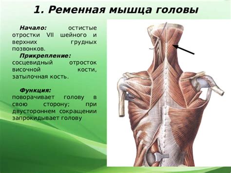 Прикрепление головы и конечностей