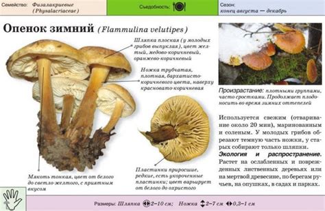 Применение белого гриба в кулинарии и медицине