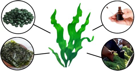 Применение водорослей