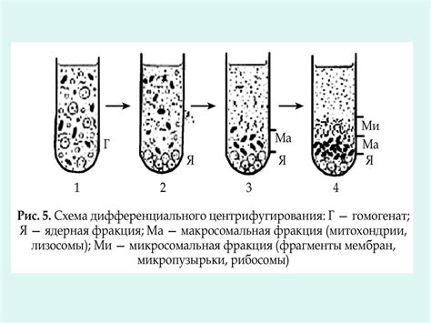 Применение выделения