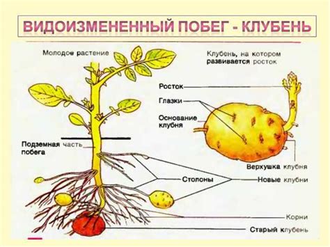 Применение в кулинарии и хозяйстве