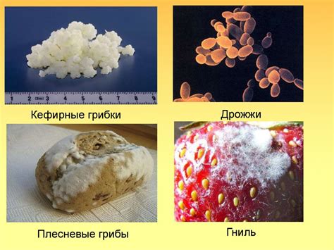 Применение дрожжей в пищевой промышленности