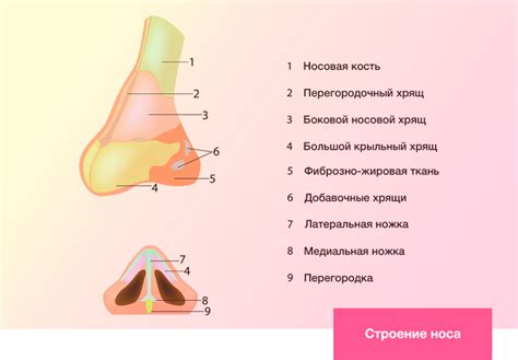 Применение основы идеального носа