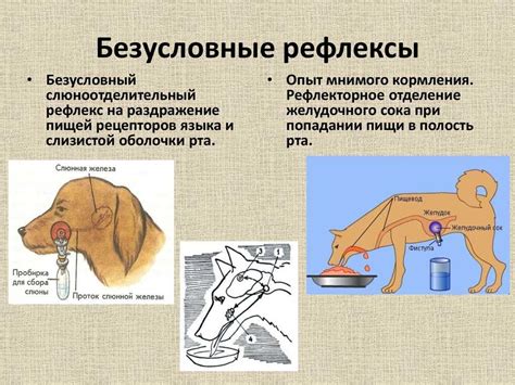 Примеры безусловных рефлексов у животных и человека