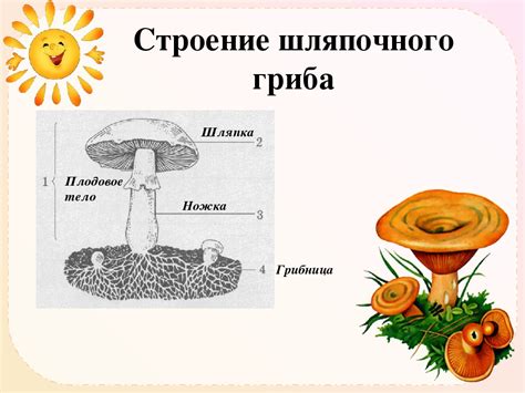 Примеры видов плодоношения