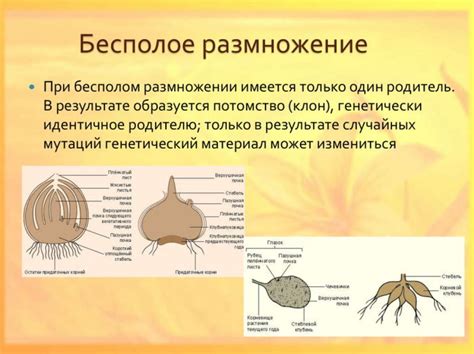 Примеры организмов, использующих бесполое размножение