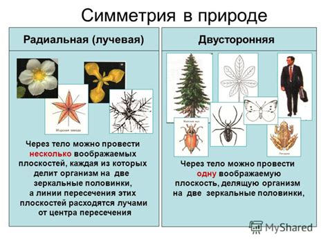 Примеры организмов с лучевой симметрией