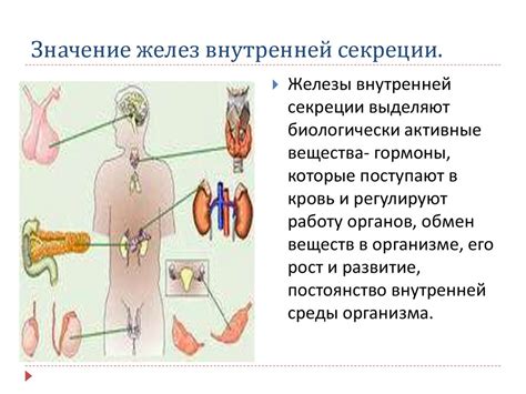 Примеры работы желез смешанной секреции в организме человека