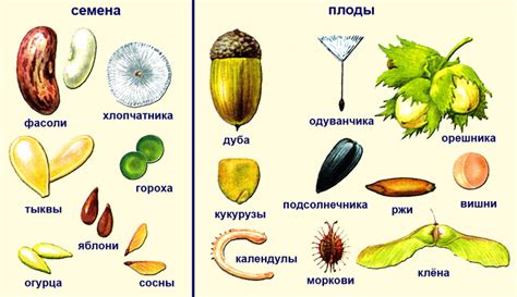 Примеры семечковых плодов