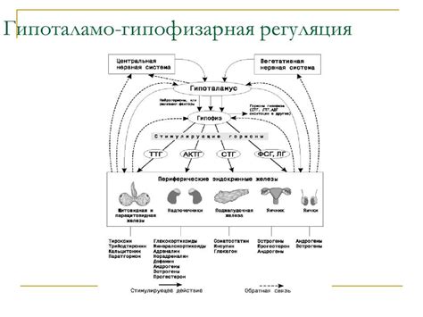 Принципы действия гормонов: эндокринный и нейроэндокринный путь