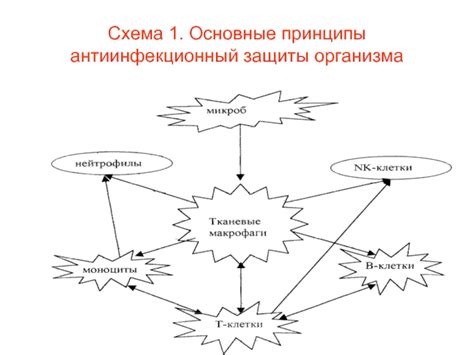 Принципы защиты организма