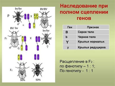 Принципы наследования сцепленного с полом