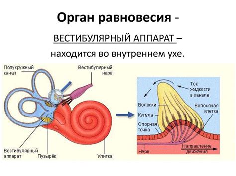 Принципы работы вестибулярного аппарата: