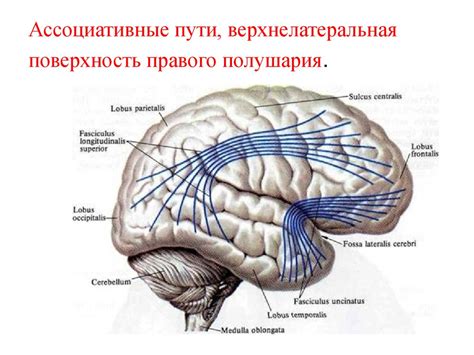 Принципы работы интеллектуального мозга Шереметьева