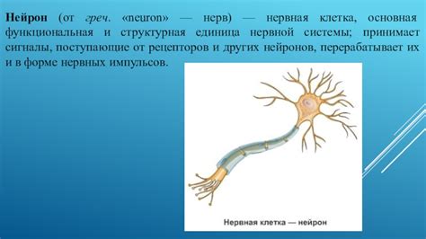 Принципы работы нервной системы