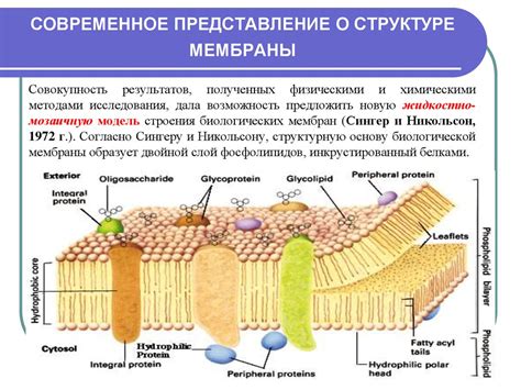 Принципы строения мембран