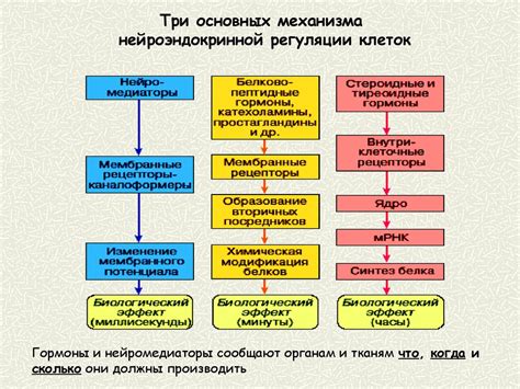 Принцип взаимосвязи и взаимозависимости сосудистых регуляторных механизмов