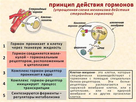 Принцип действия клетки гнева