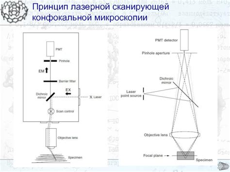 Принцип работы конфокальной отражательной микроскопии