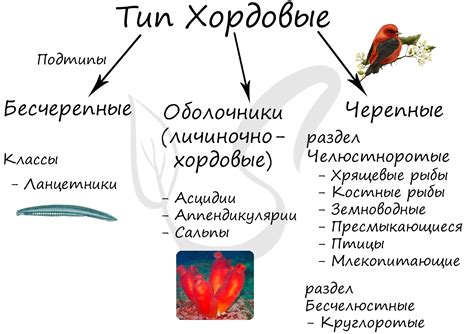 Природа ароморфоза и его эволюционное значение