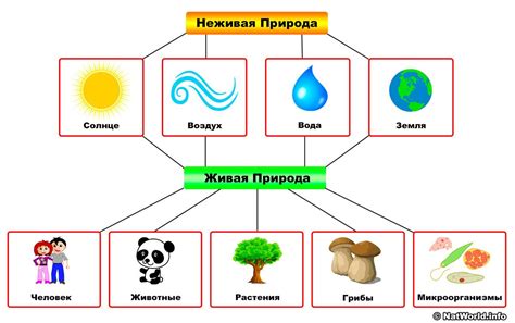 Природа родовых процессов: что происходит первым?