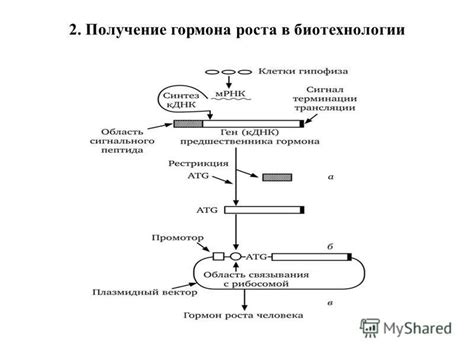 Природные и искусственные методы получения гормона роста