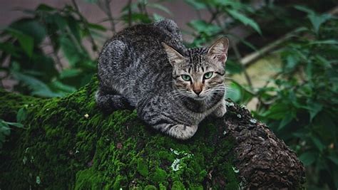 Причины, по которым у кошки хвост крючком