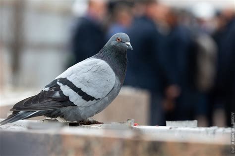 Причины врезания голубей в окно