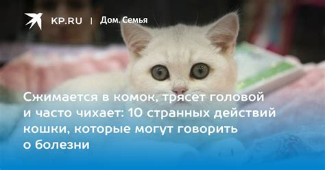 Причины действий кошки