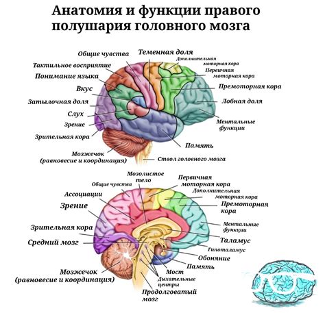 Причины ишемии левого полушария головного мозга