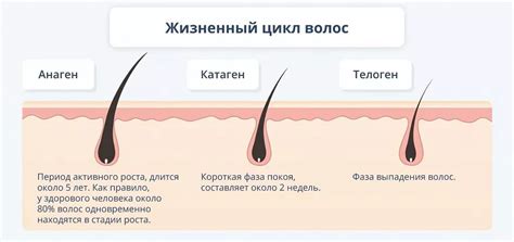 Причины и механизмы реакции волос на голове, которые вызывают дрожь у людей