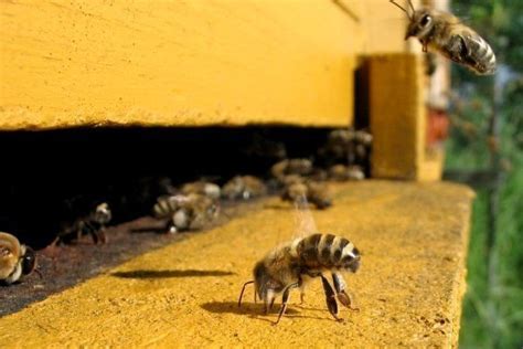 Причины и последствия воровства у пчел