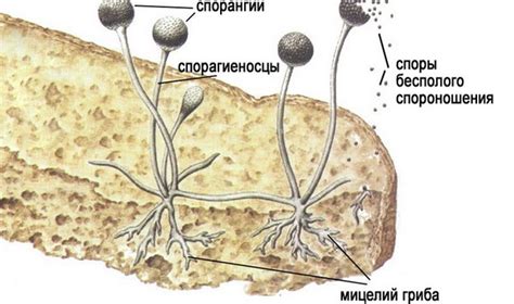 Причины наличия мицелия гриба в горле