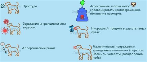 Причины насморка у собак