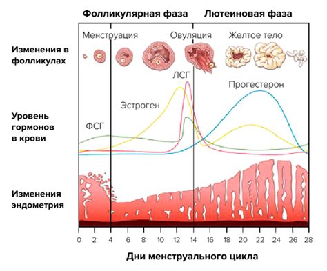 Причины не регулярного менструационного цикла