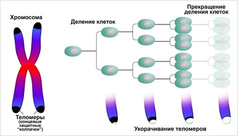 Причины низкого количества Y-хромосом у мужчин