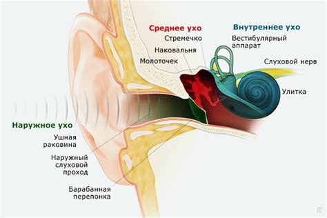 Причины образования комедонов в ушах