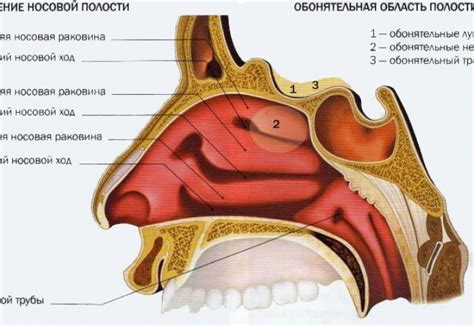 Причины обширной носовой полости