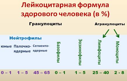 Причины популярности СНС формулы у студентов