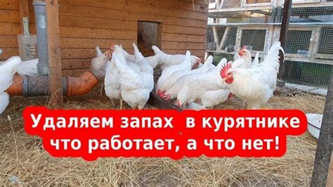 Причины появления аммиака в курятнике