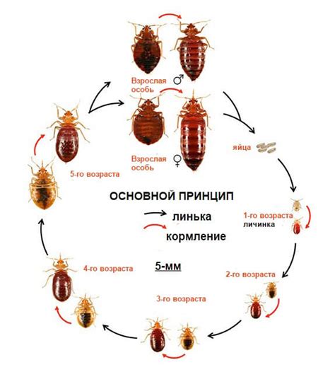 Причины появления мебельных клопов