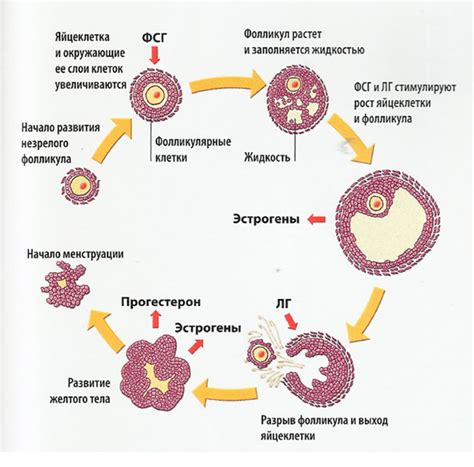 Причины появления 2 фолликулов в яичнике