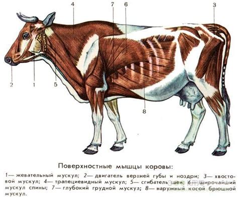 Причины сбоя в процессе селекции коровы