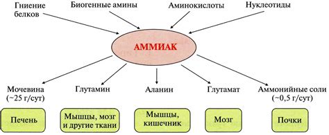 Проблема аммиака в организме